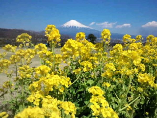 今年もやります富士山１周サイクリングサムネイル