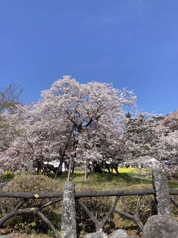 桜を見にサムネイル